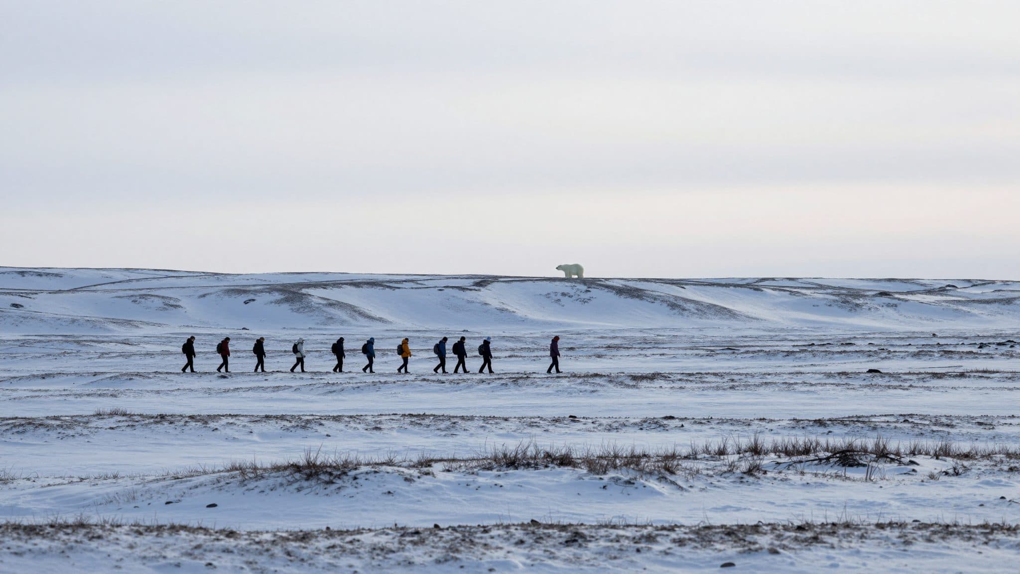 Polar bear on Svalbard shot after approaching tour group