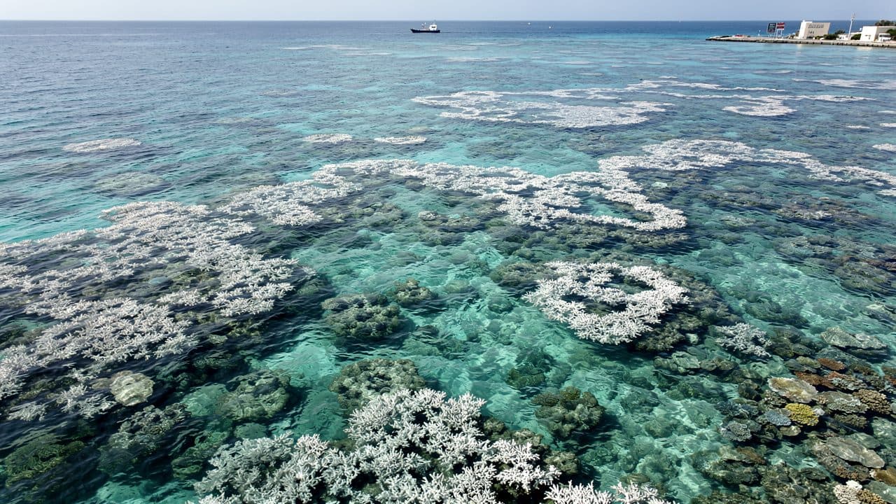 Great Barrier Reef: Corals Recovering Slightly