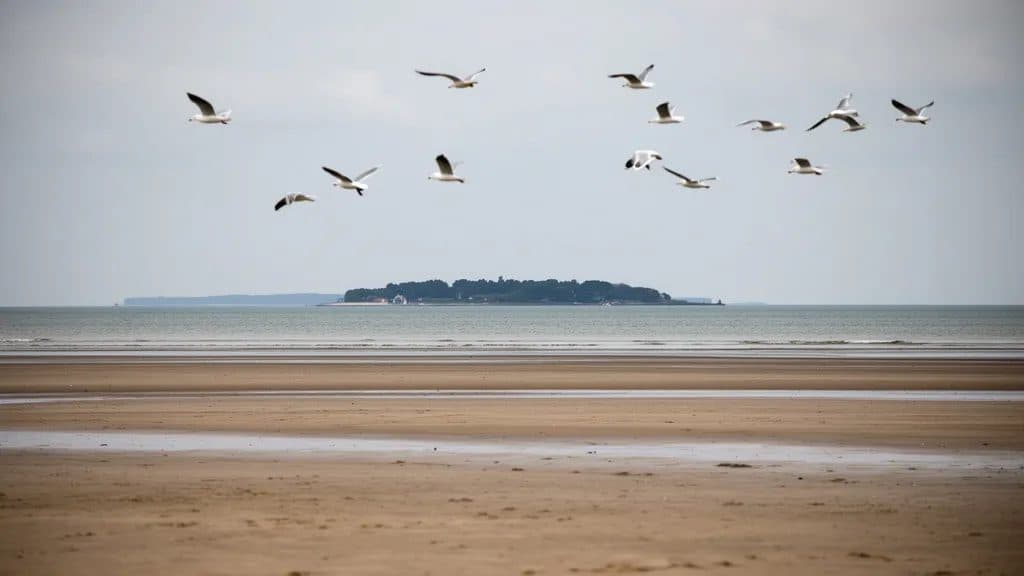 Rescue Efforts Halted for Stranded Whale Near German Island