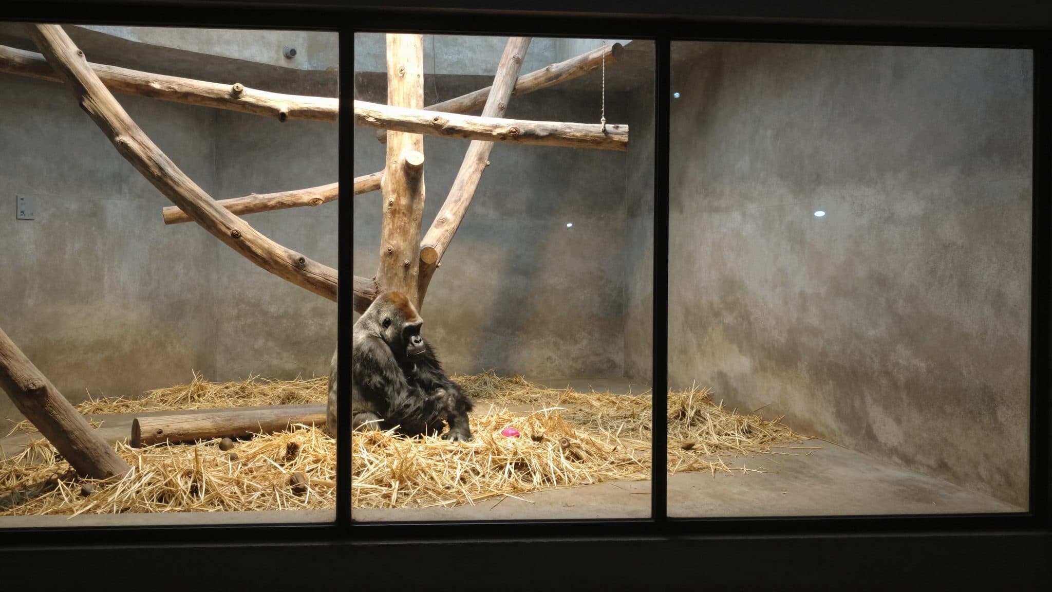 Four-day-old gorilla baby killed by its own father at Basel Zoo