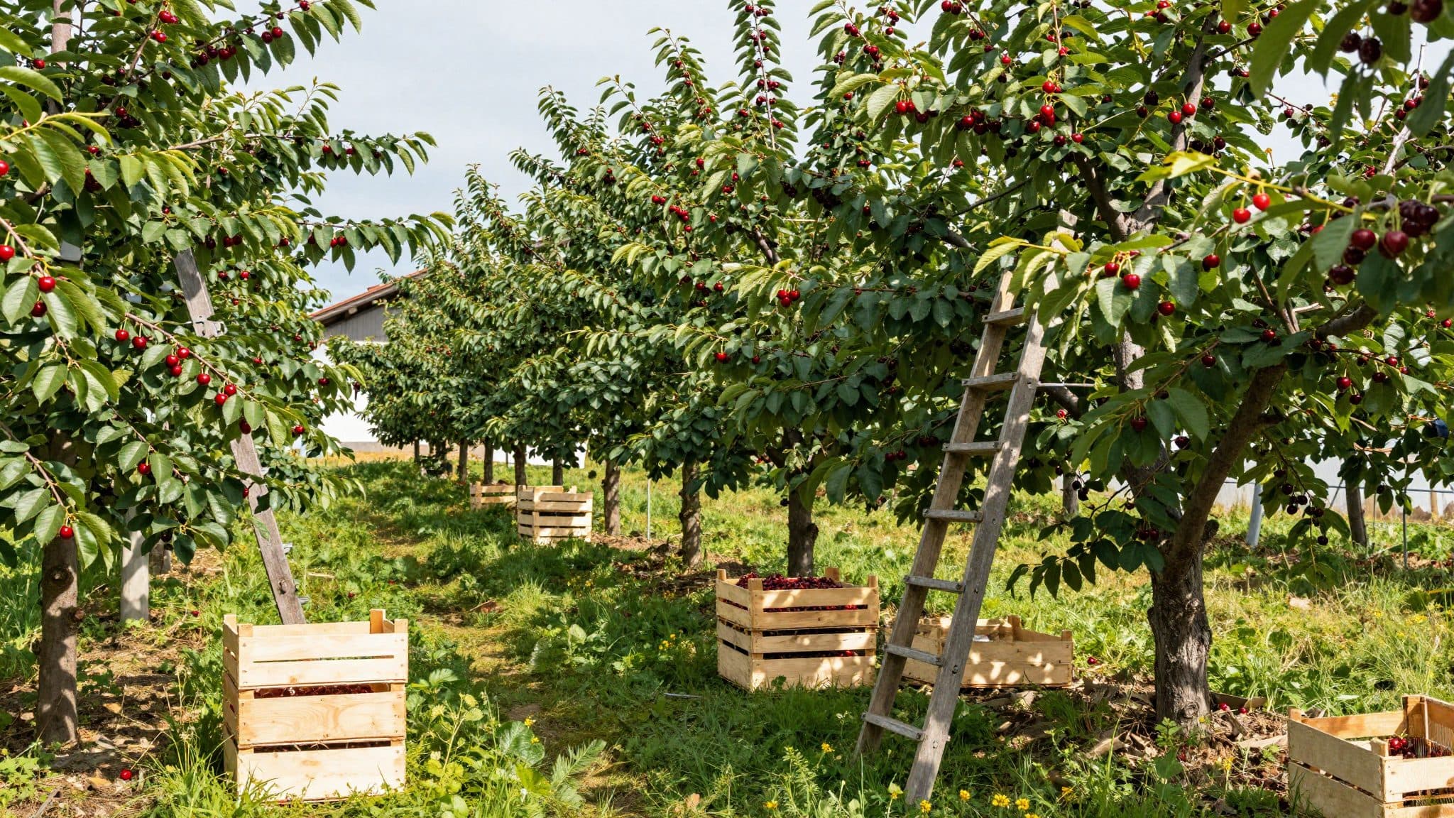 Harvest Estimate: German Fruit Growers Expect One of the Best Cherry Harvests in Years