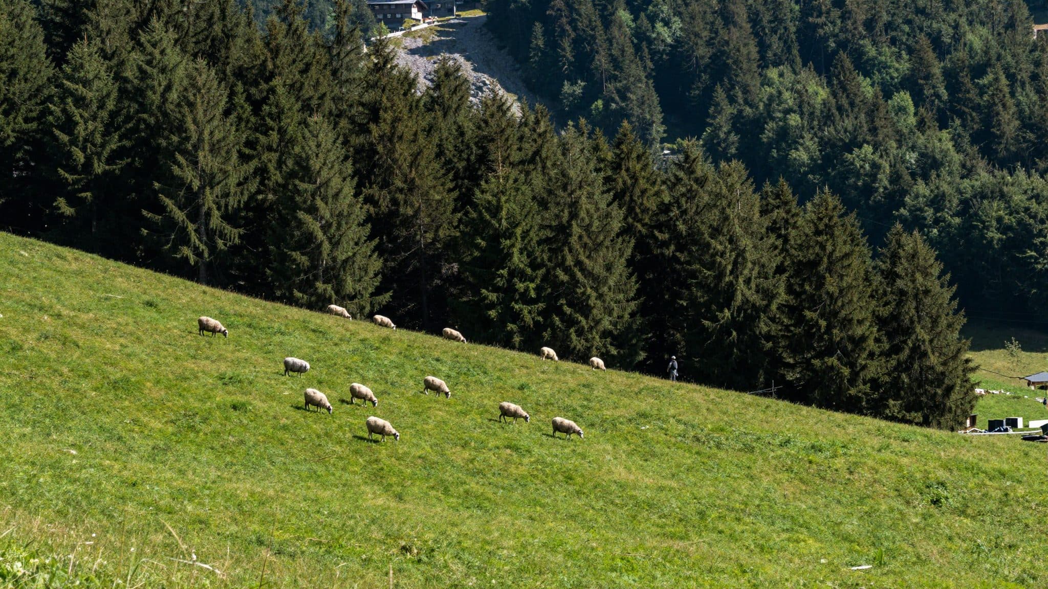 First officially authorized wolf shot in Styria