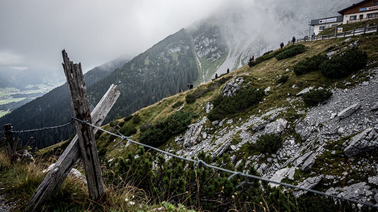 Eleven Scottish Highland cattle die after fleeing pasture in Tyrol