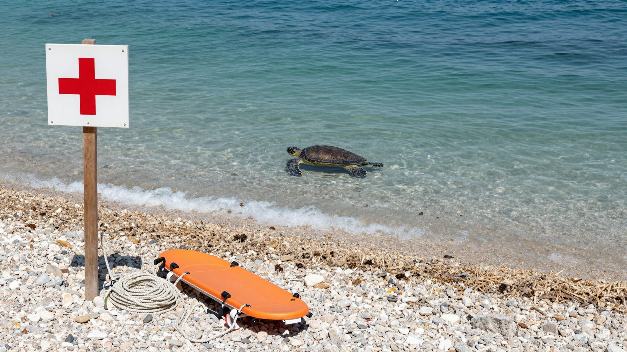 False Caretta turtle bites several bathers in Dalmatia – a child also affected