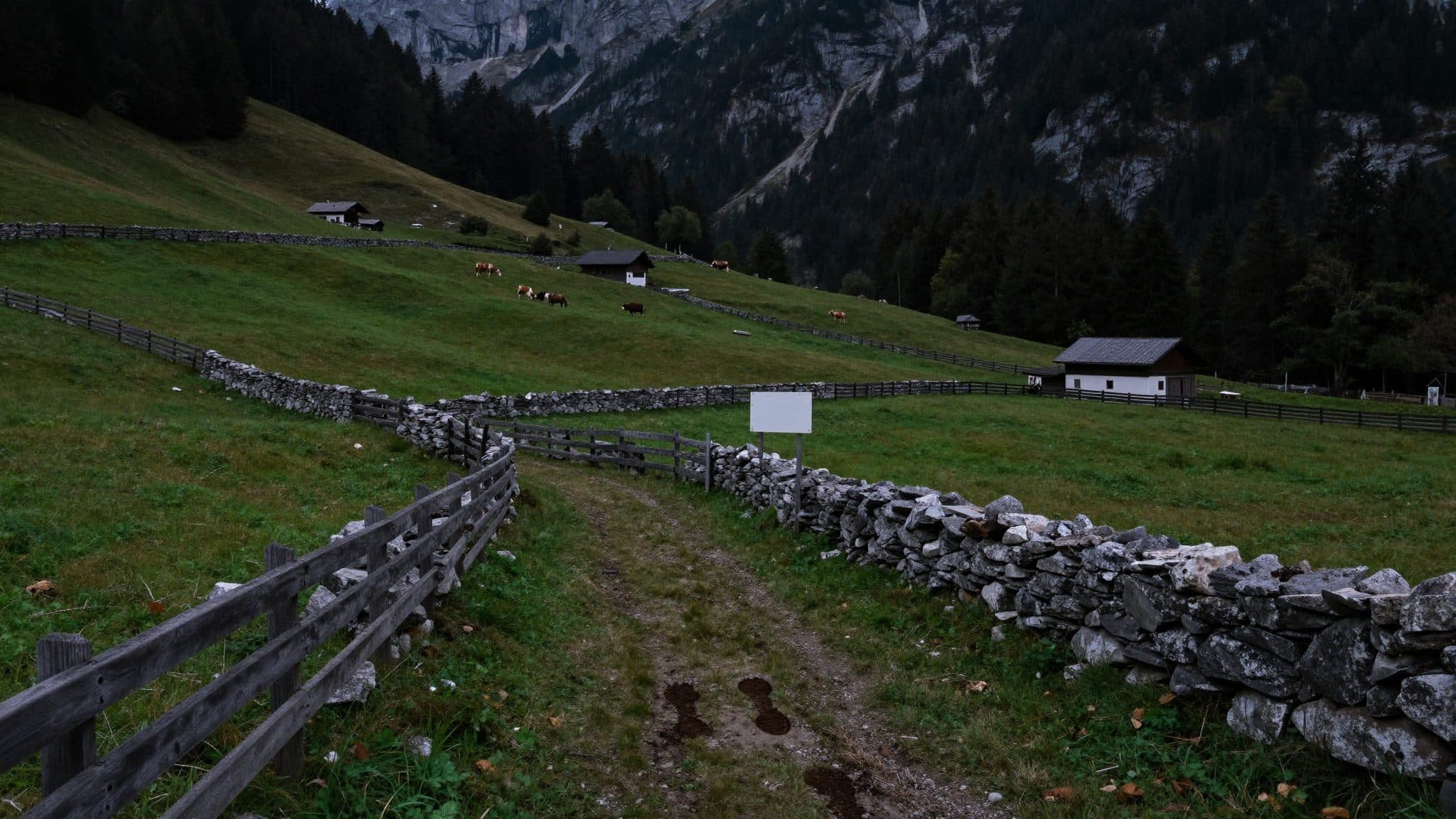 Authorities confirm wolf shot in Vorarlberg's Montafon valley after livestock concerns