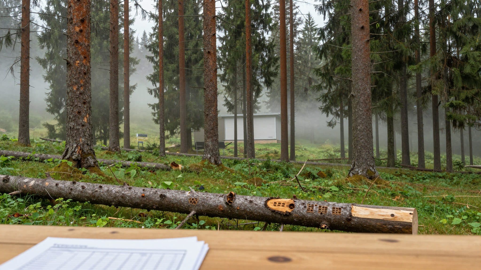 Sunday Overview: Rösti Cuts Climate Funds for Forest Programs